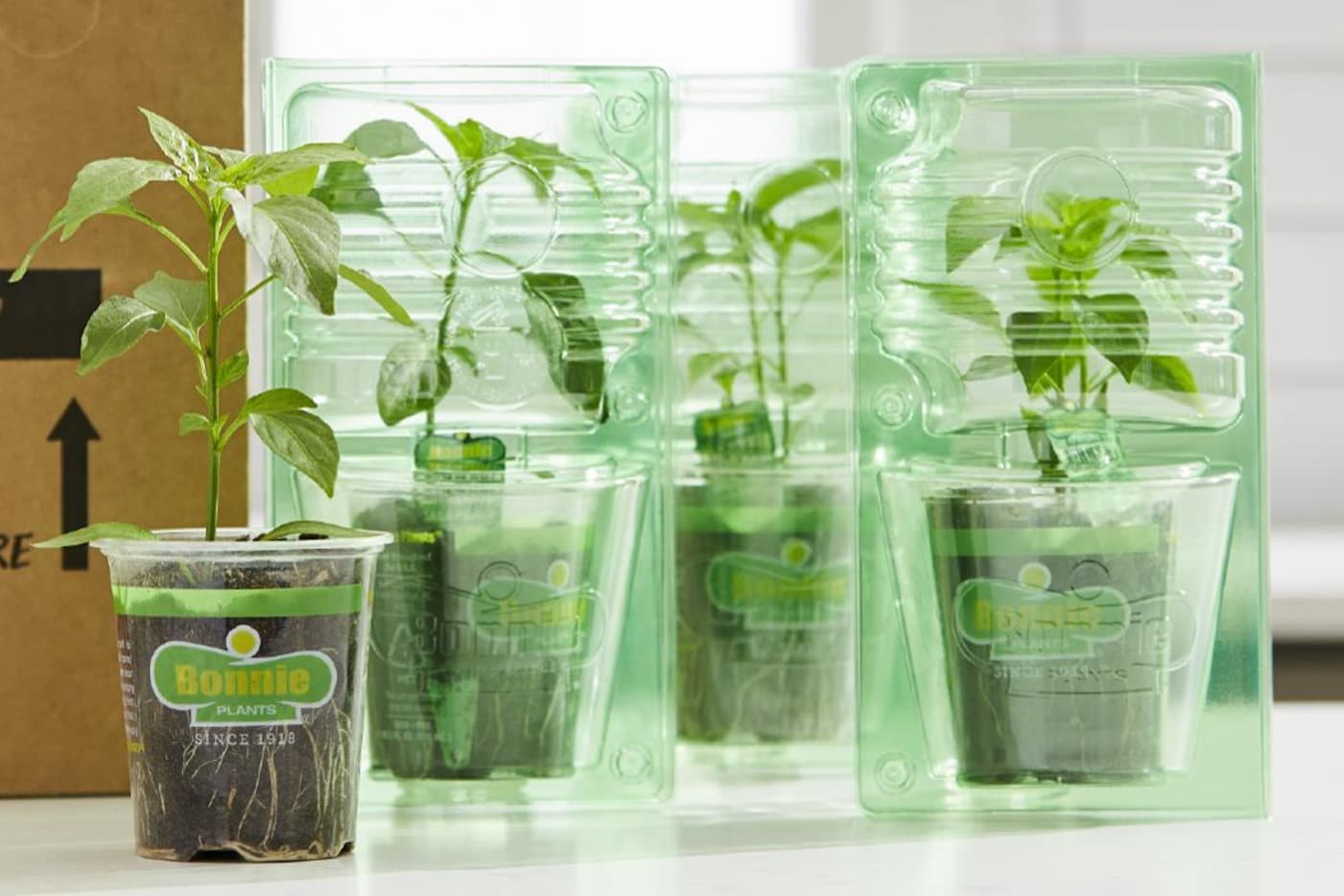 Des plants de légumes en pleine forme chez Bonnie Plants