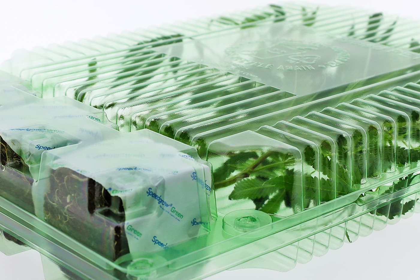 Innovation Durable : L'Emballage Parfait pour les Plantes Clonées