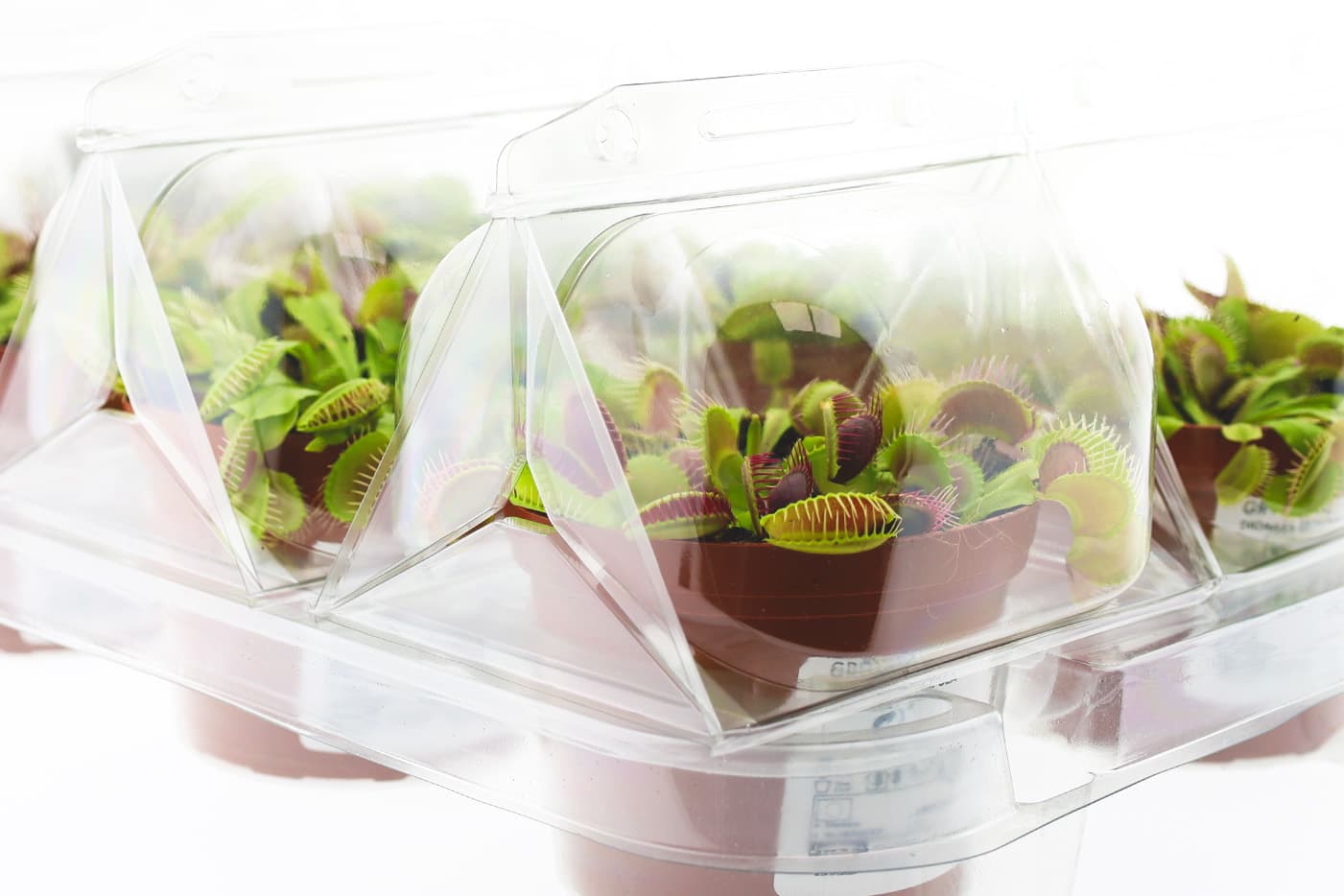 Plantes Carnivores en Magasin : Emballage Durable et Intelligent