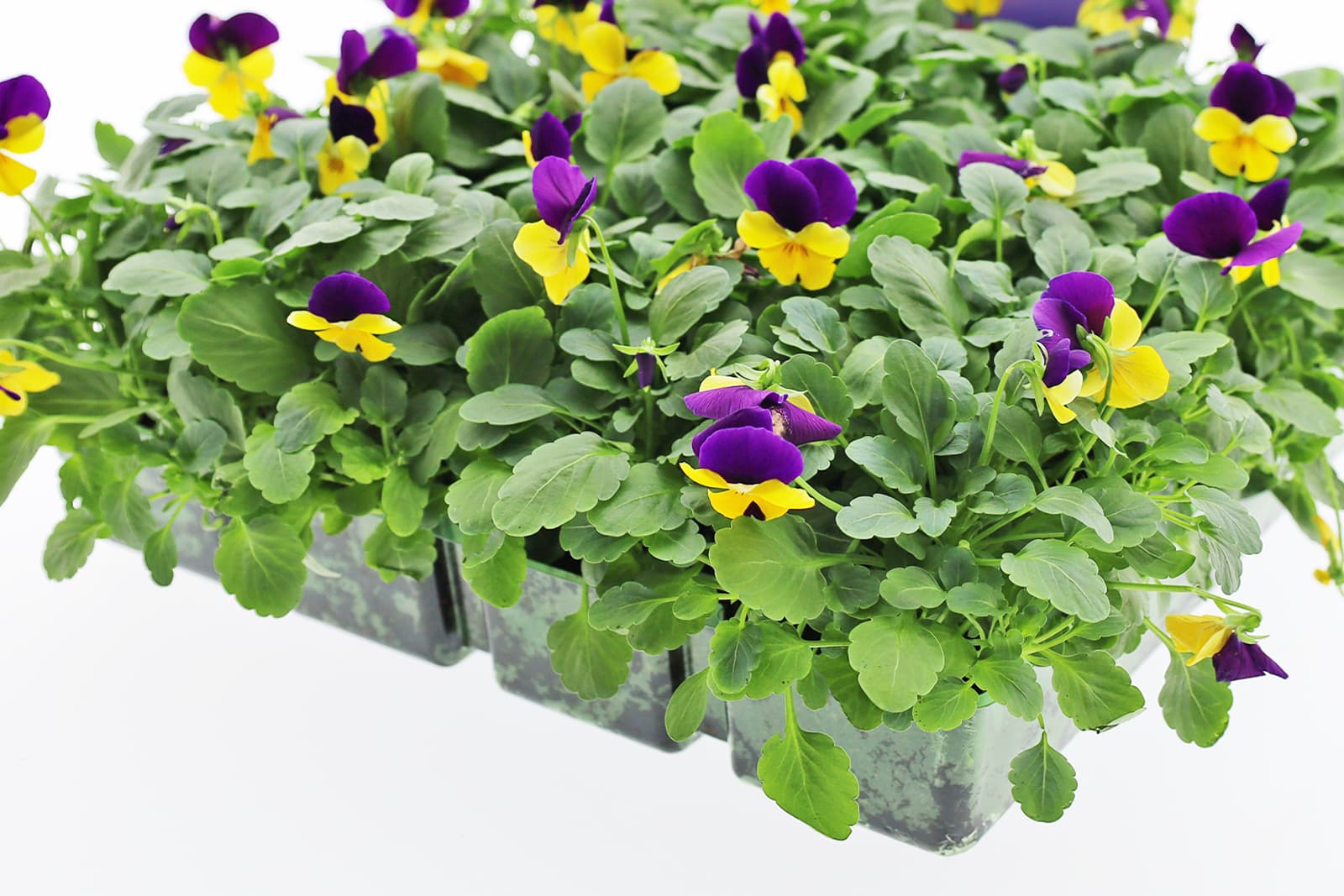 Remplacement de pavés avec Alpha Kwekerij