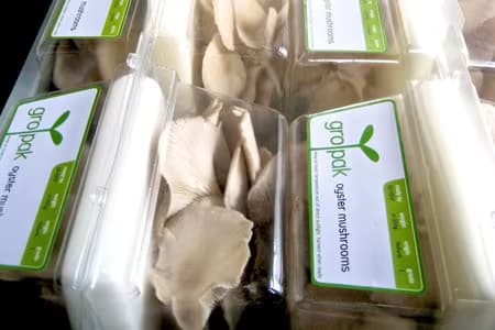 Voges Gropak dans le Time Magazine